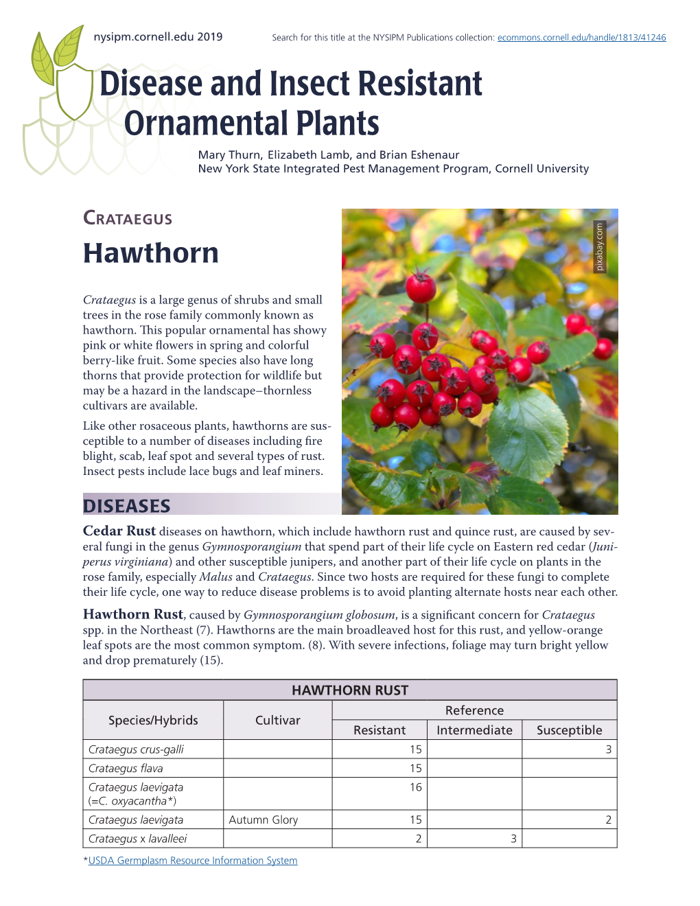 Crataegus (Hawthorn)