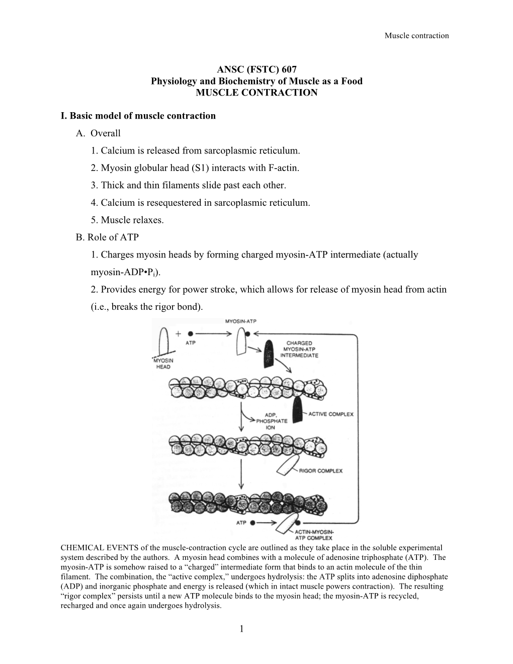 6. Muscle Contraction