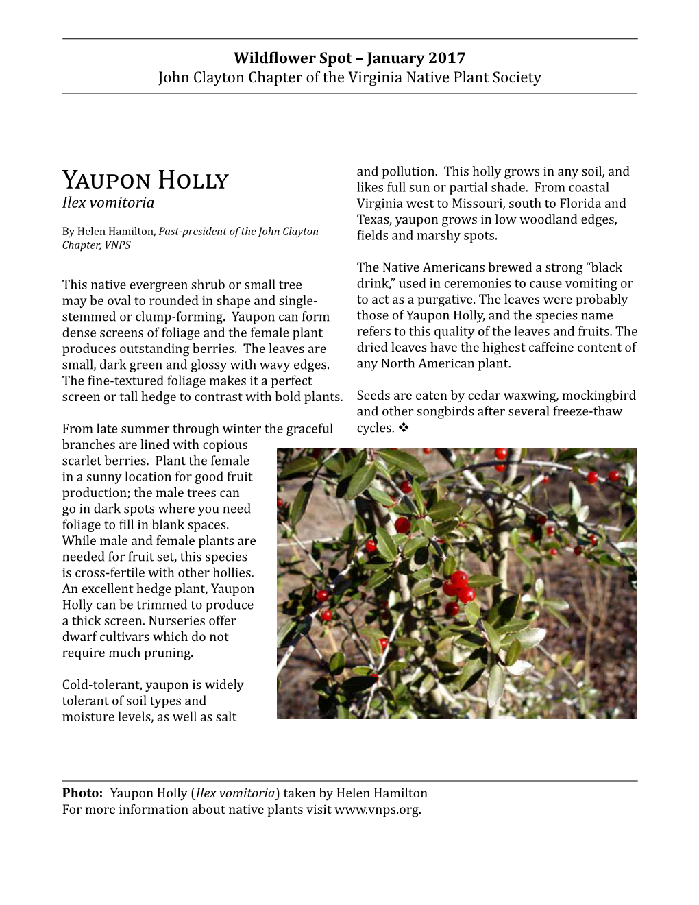 Yaupon Holly, and the Species Name Dense Screens of Foliage and the Female Plant Refers to This Quality of the Leaves and Fruits