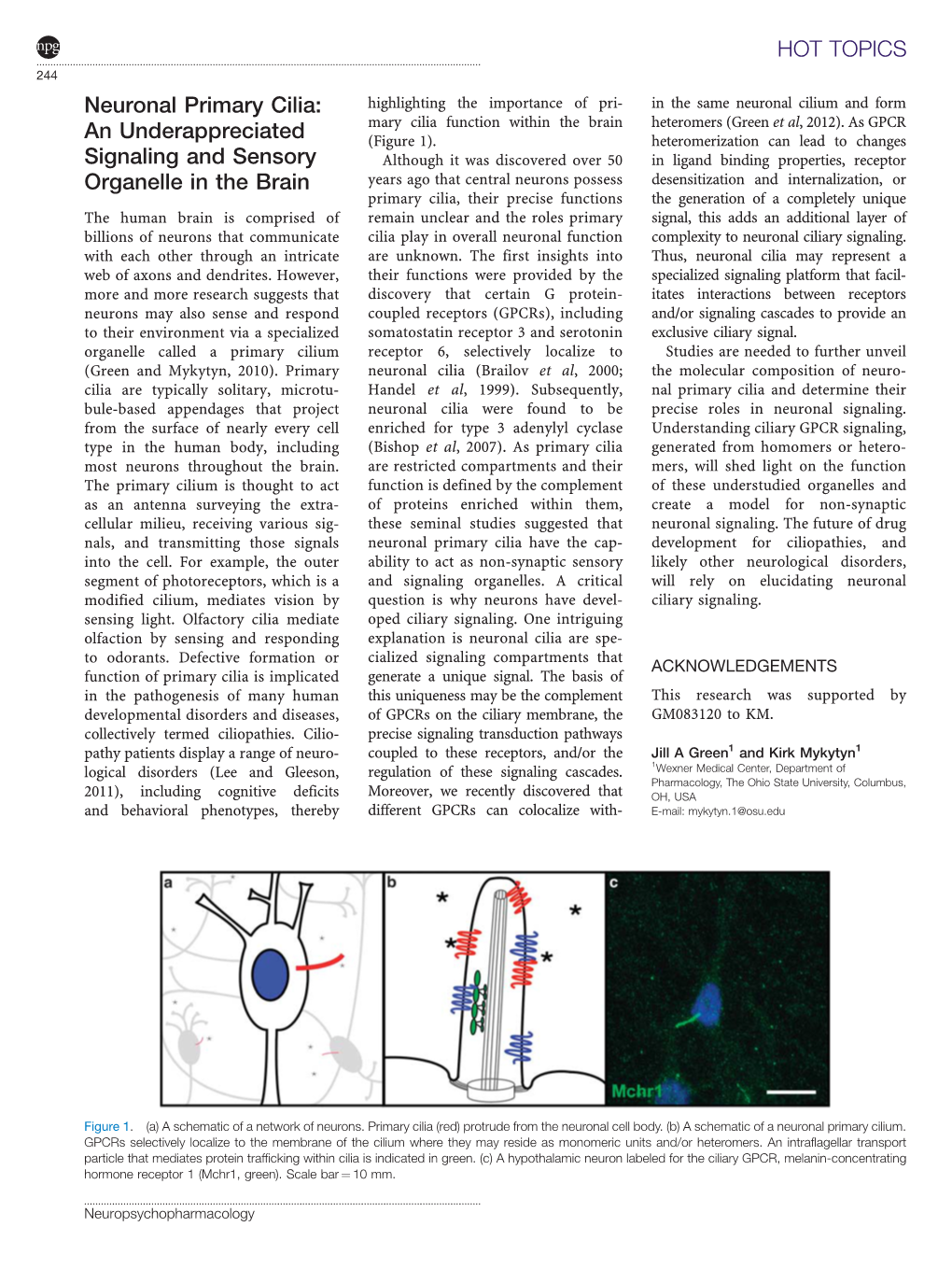 Neuronal Primary Cilia: an Underappreciated Signaling and Sensory Organelle in the Brain