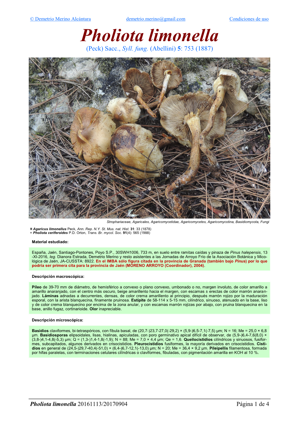 Pholiota Limonella Pholiota