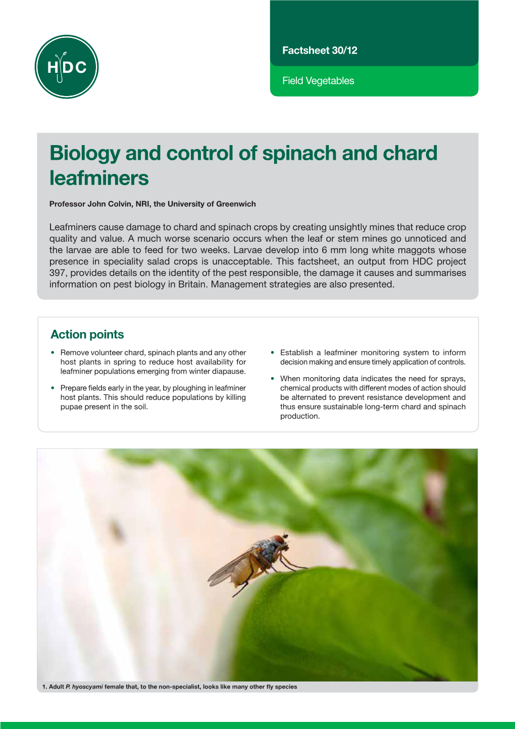 Biology and Control of Spinach and Chard Leafminers
