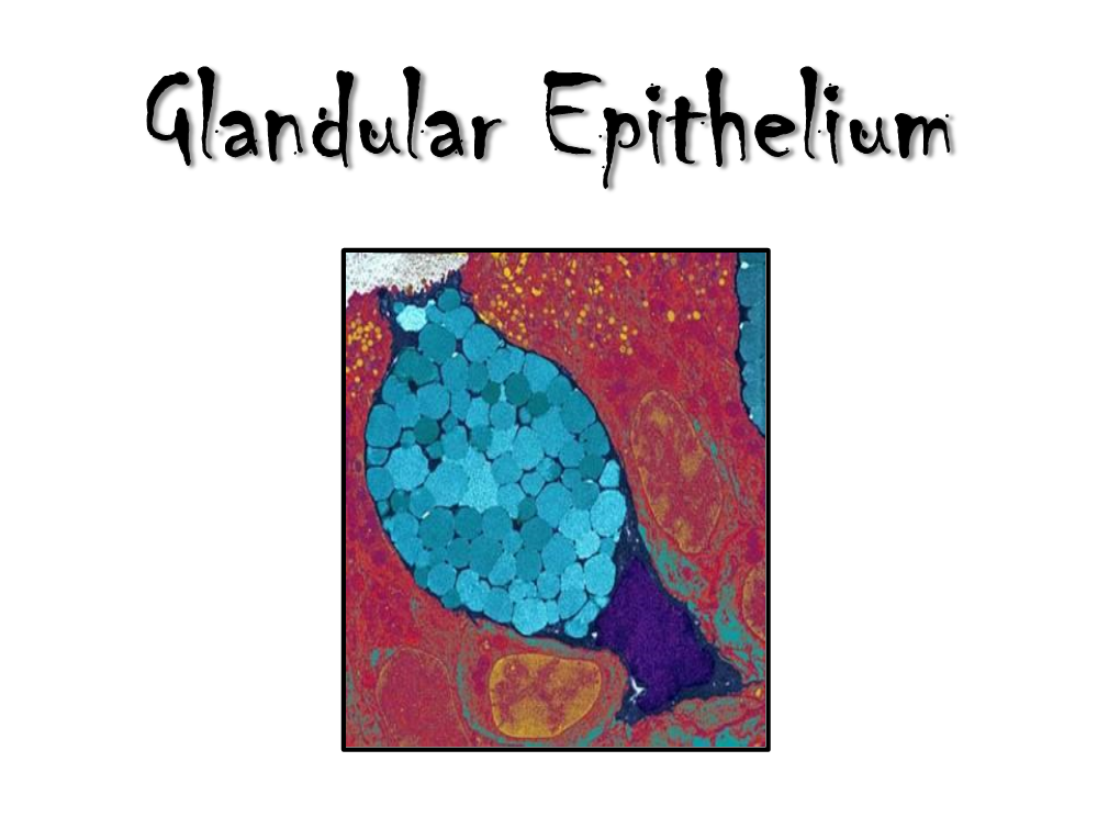 Glandular-Epithelium.Pdf
