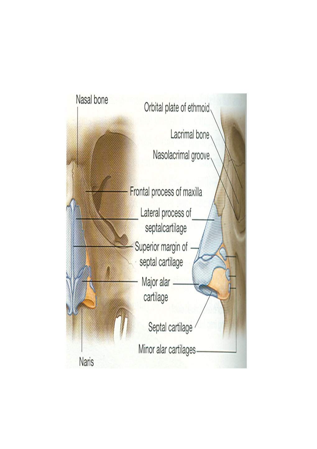 Nasal Cavity