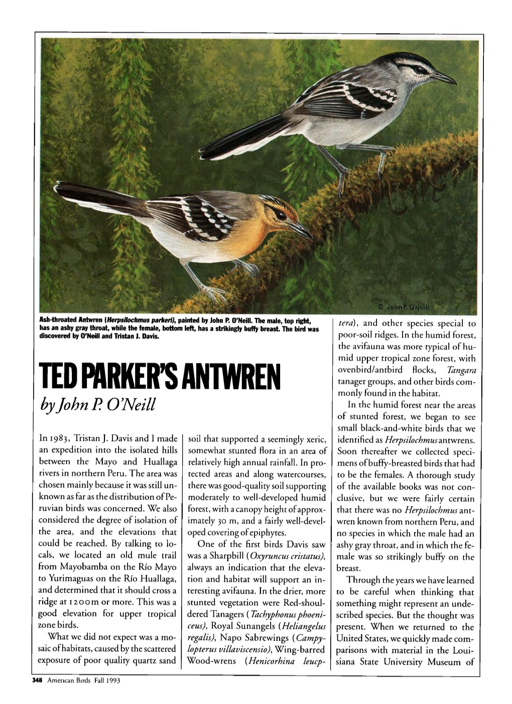 Ted Parker's Antwren