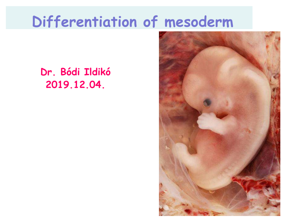 Mesoderma Differenciálódása