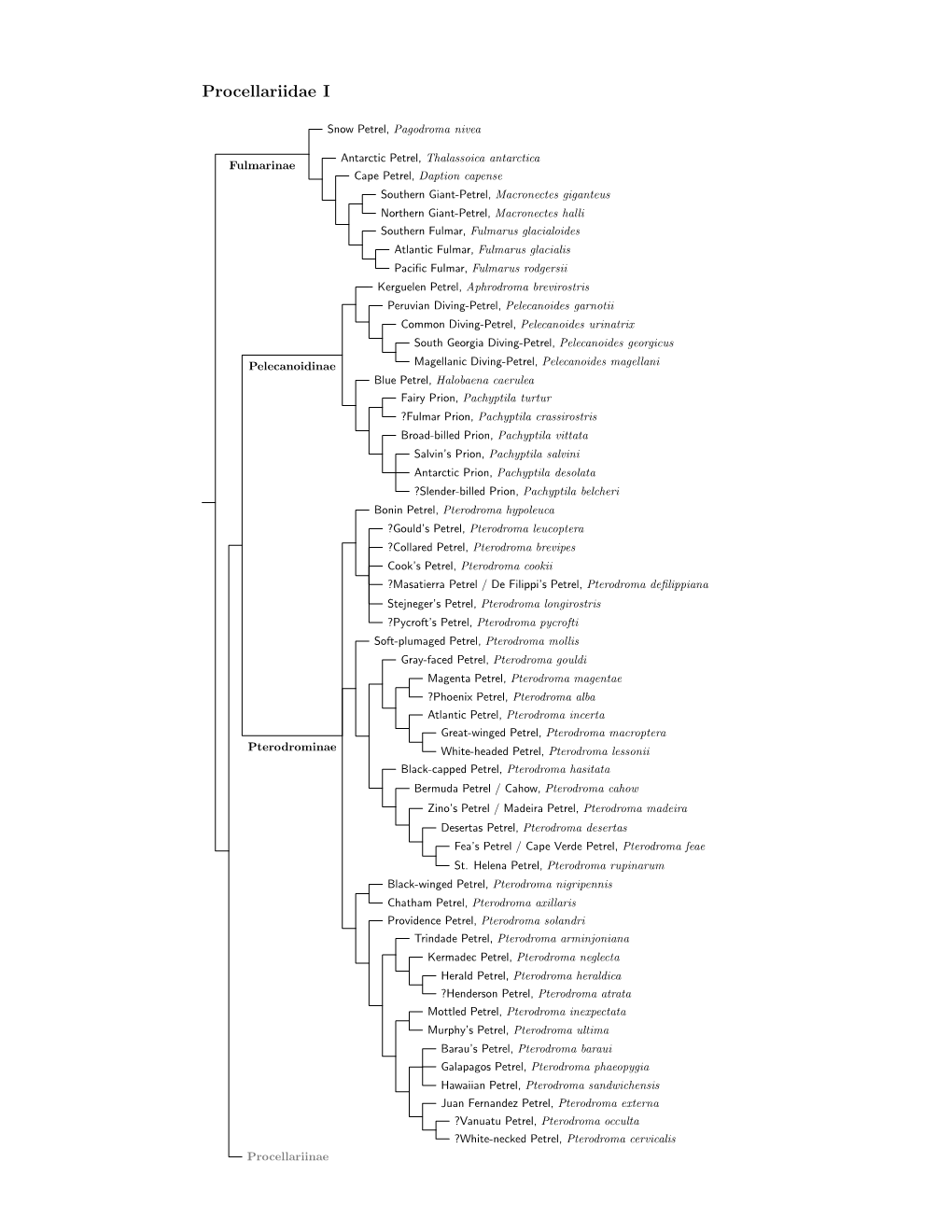 Procellariidae Species Tree