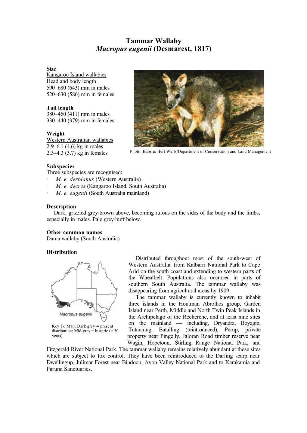 Tammar Wallaby Macropus Eugenii (Desmarest, 1817)