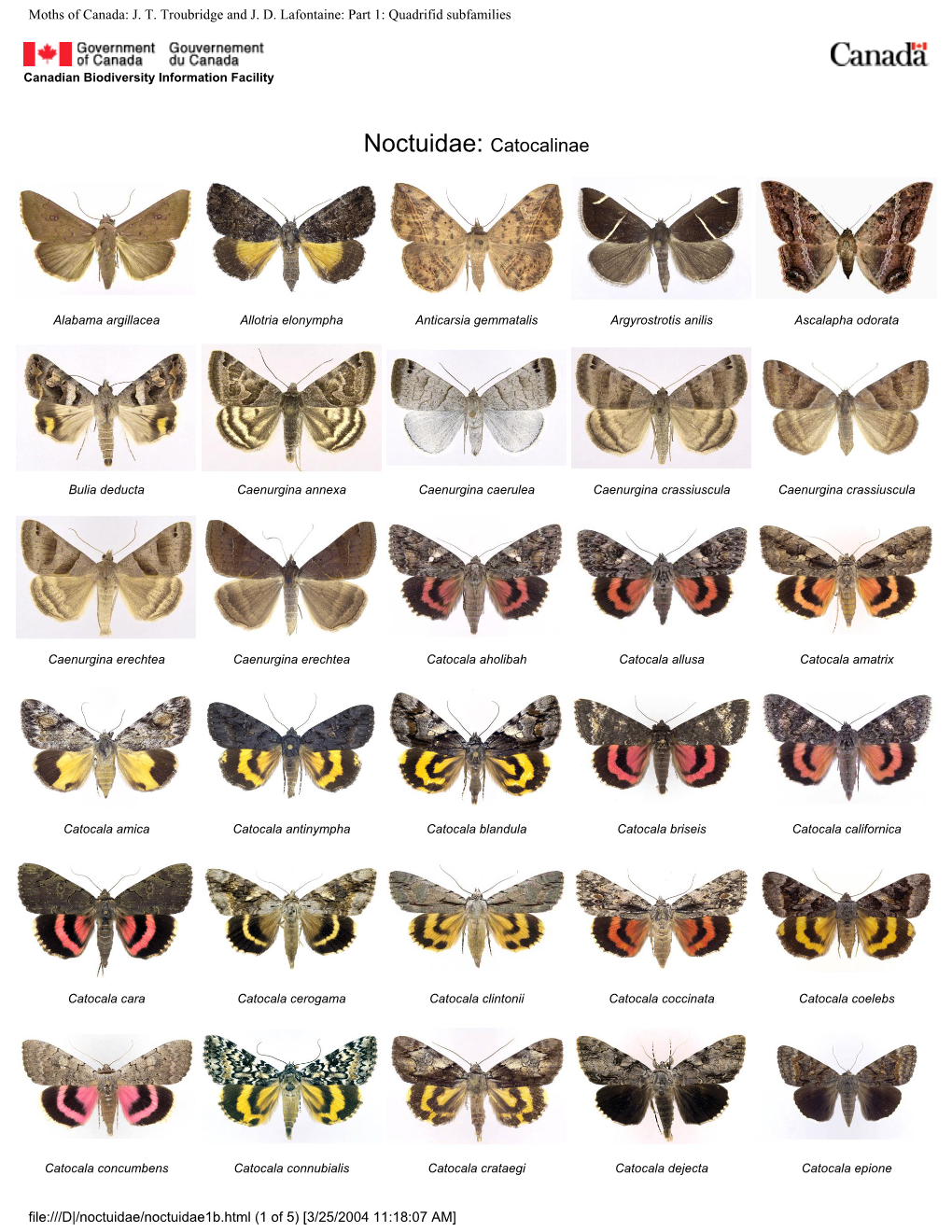 Quadrifid Subfamilies