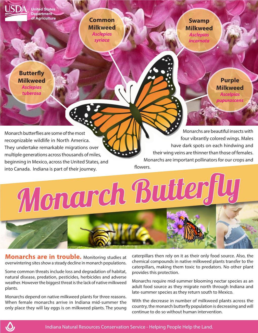 Monarch Butterfly Factsheet