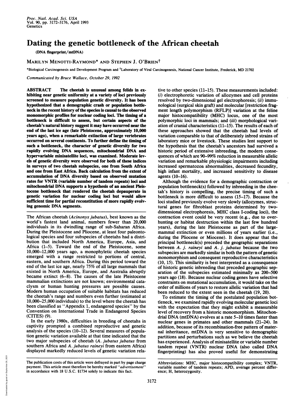 Dating the Genetic Bottleneck of the African Cheetah (DNA Rmgerprint/Mtdna) MARILYN MENOTTI-RAYMOND* and STEPHEN J