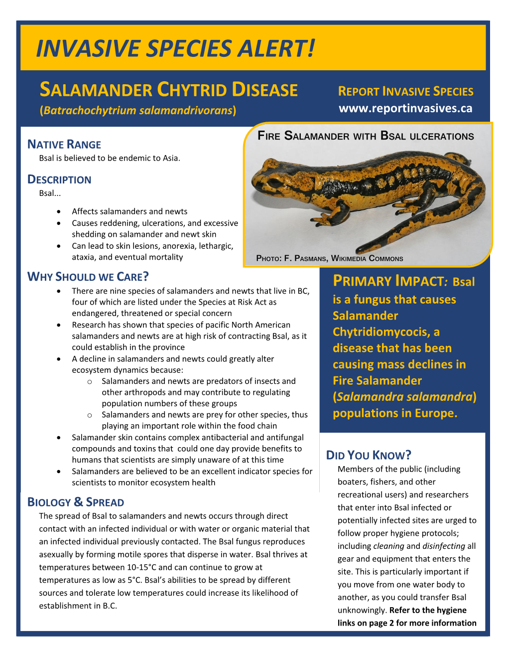 Invasive Species Alert! Salamander Chytrid Disease