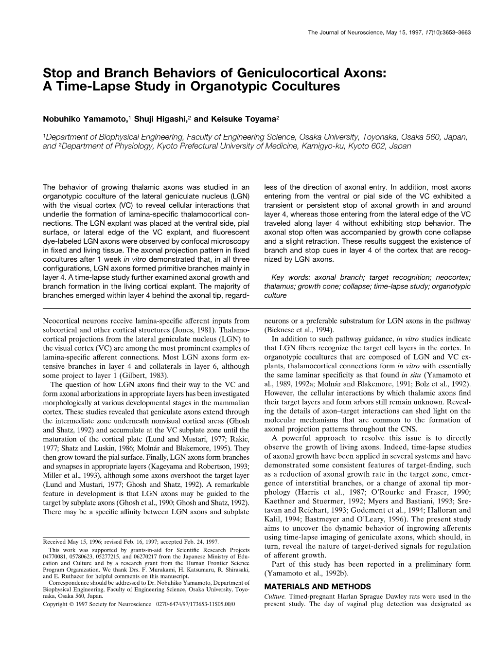 Stop and Branch Behaviors of Geniculocortical Axons: a Time-Lapse Study in Organotypic Cocultures