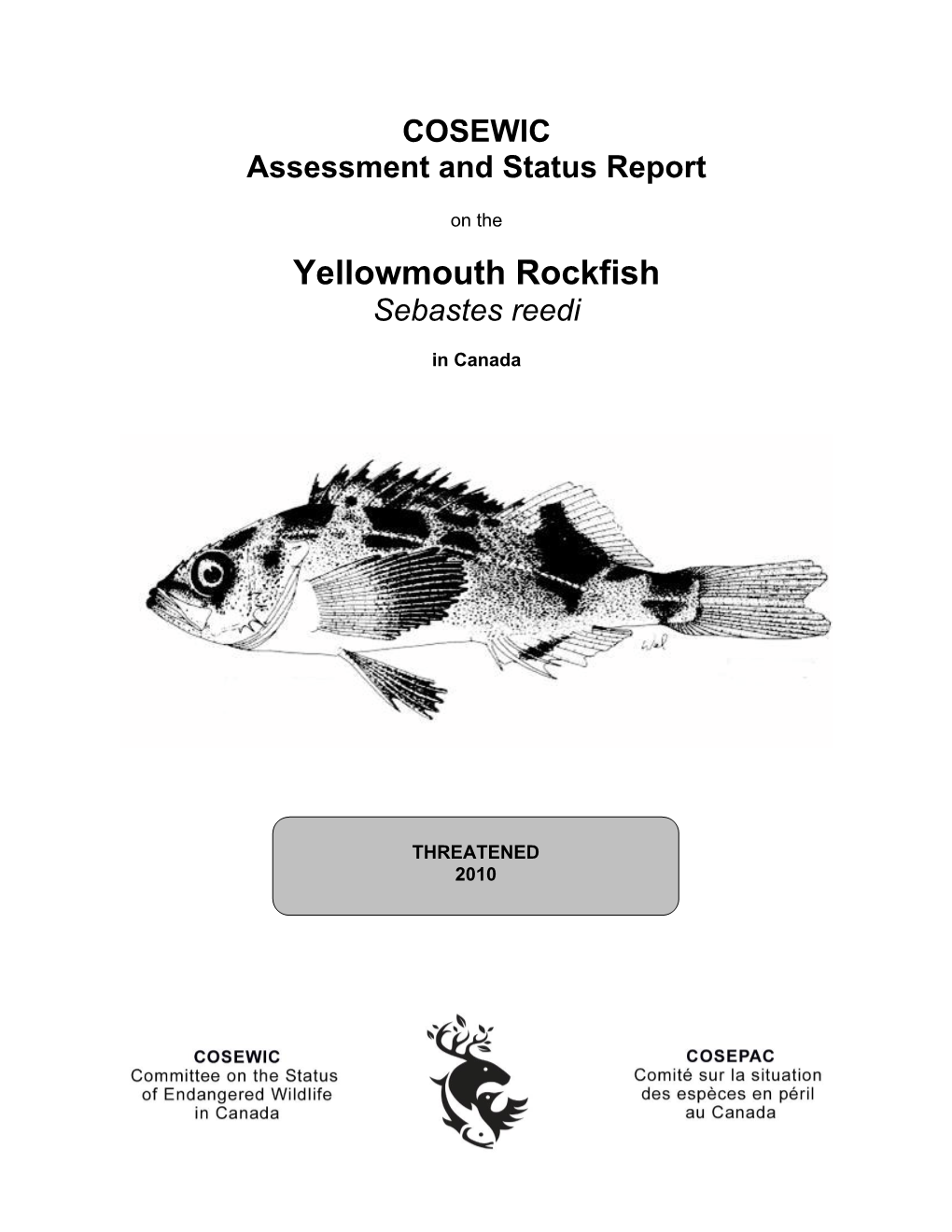 Yellowmouth Rockfish (Sebastes Reedi)