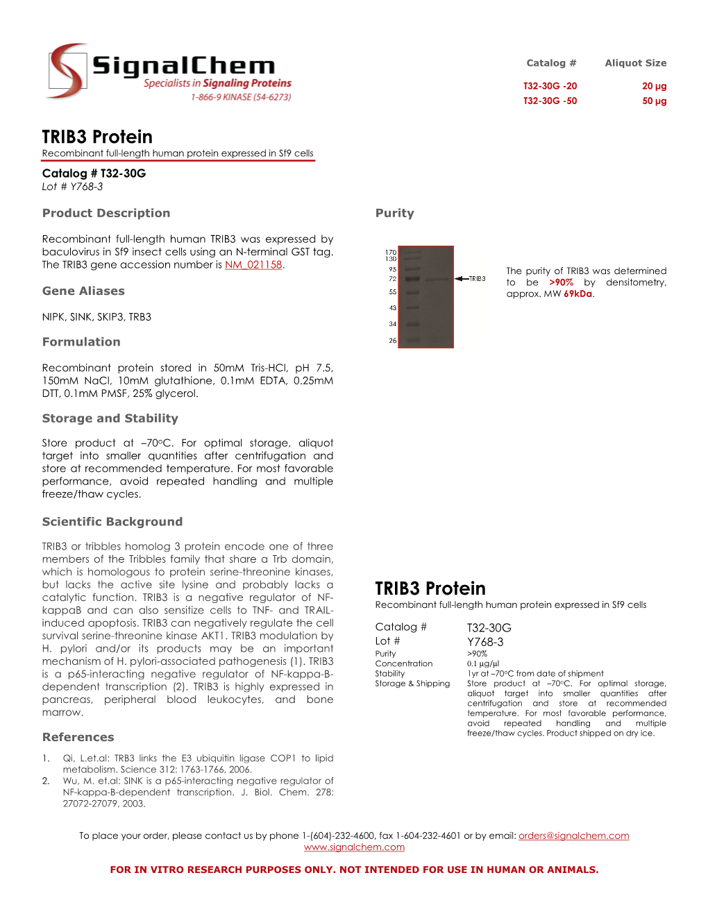 TRIB3 Protein TRIB3 Protein