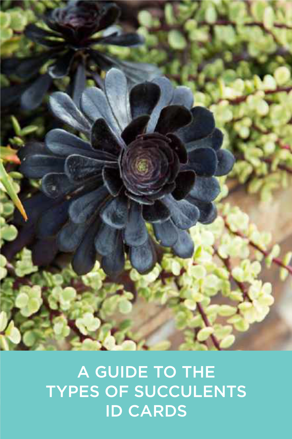 A Guide to the Types of Succulents Id Cards © 2020 © Succulents Llc Sunshine, and Rights All Reserved