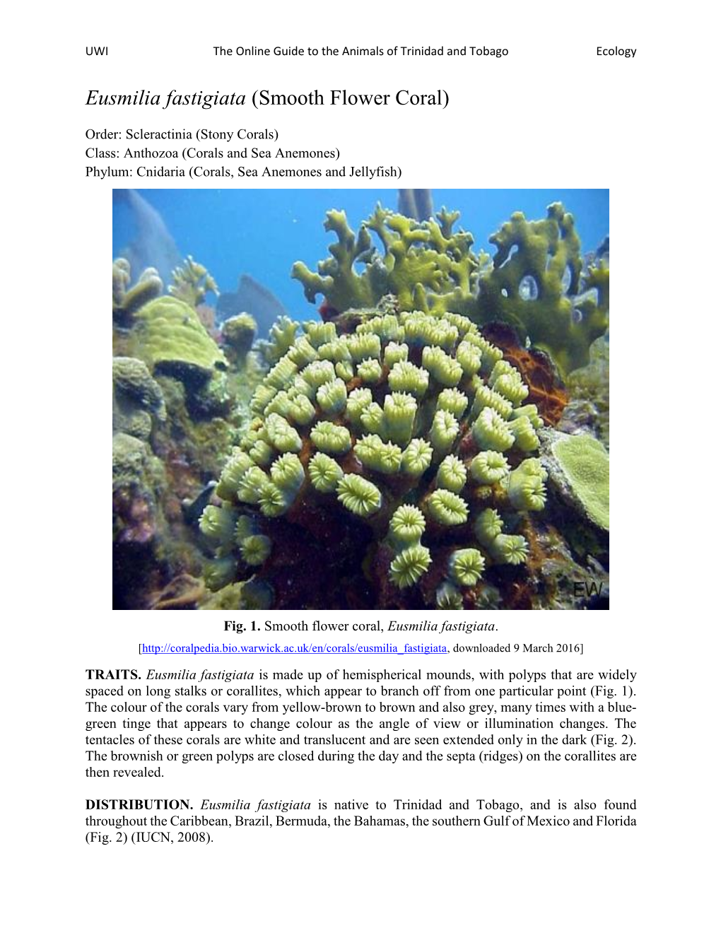 Eusmilia Fastigiata (Smooth Flower Coral)