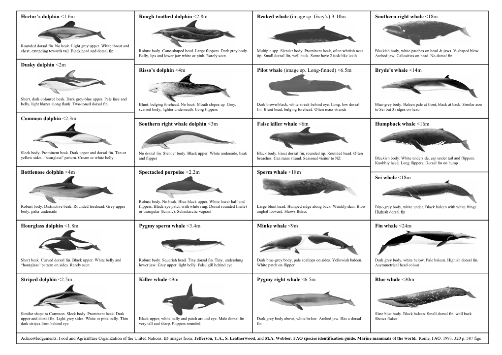 Southern Right Whale <18M Dusky Dolphin <2M Common