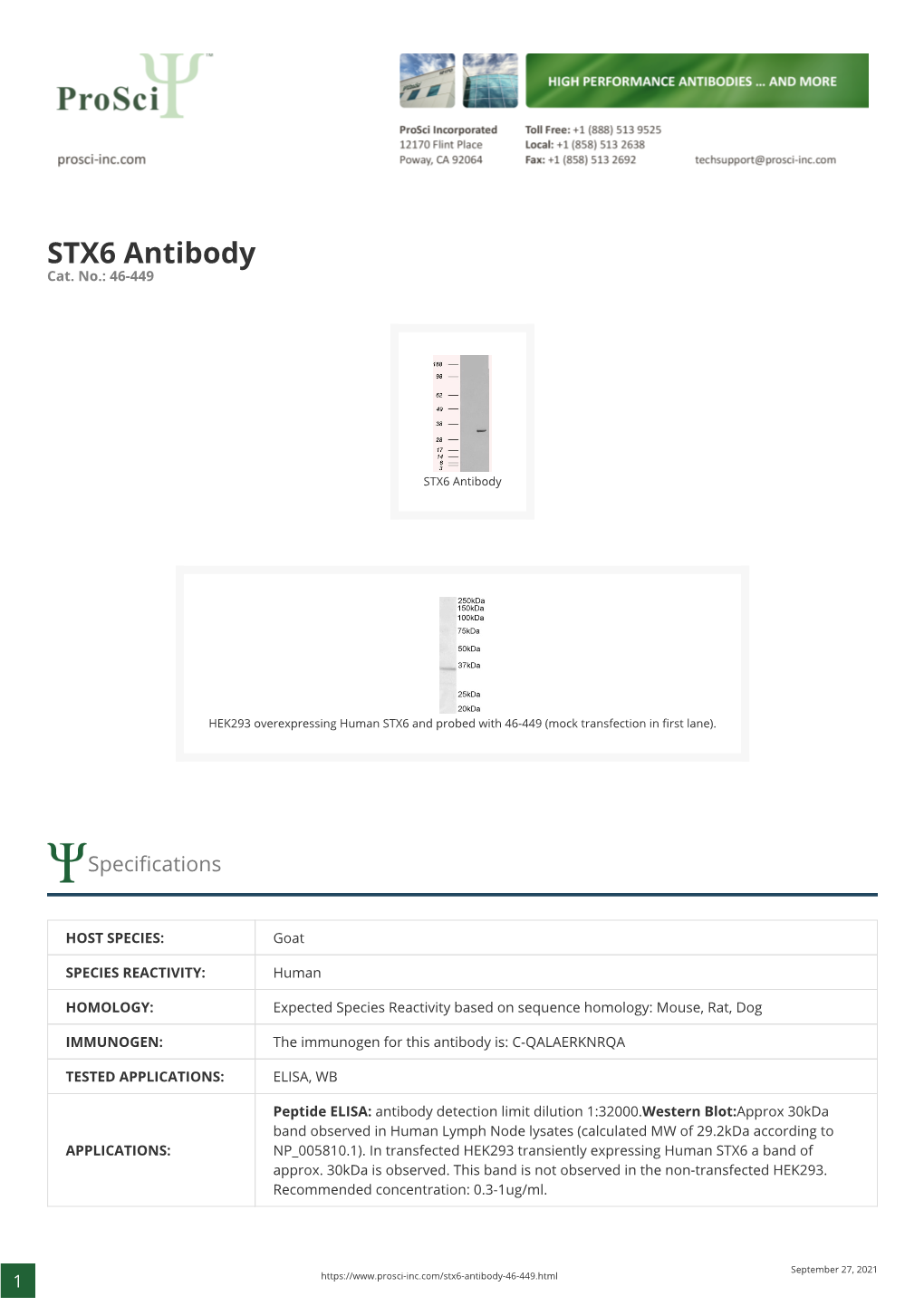 STX6 Antibody Cat