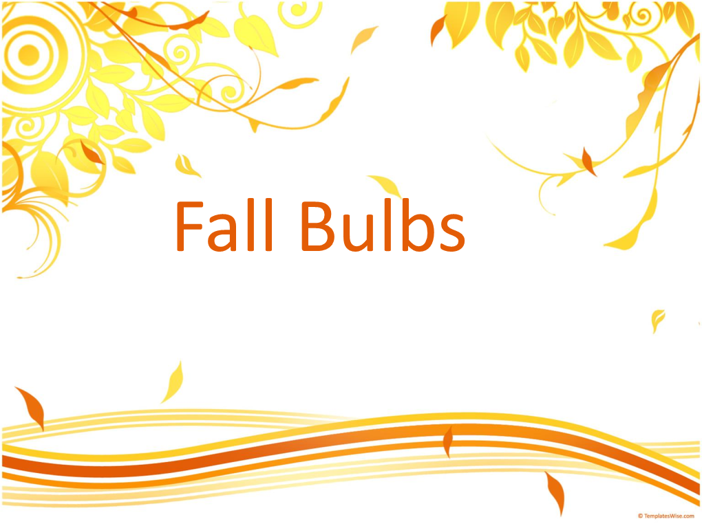 Fall Bulbs More Than ‘Bulbs’…