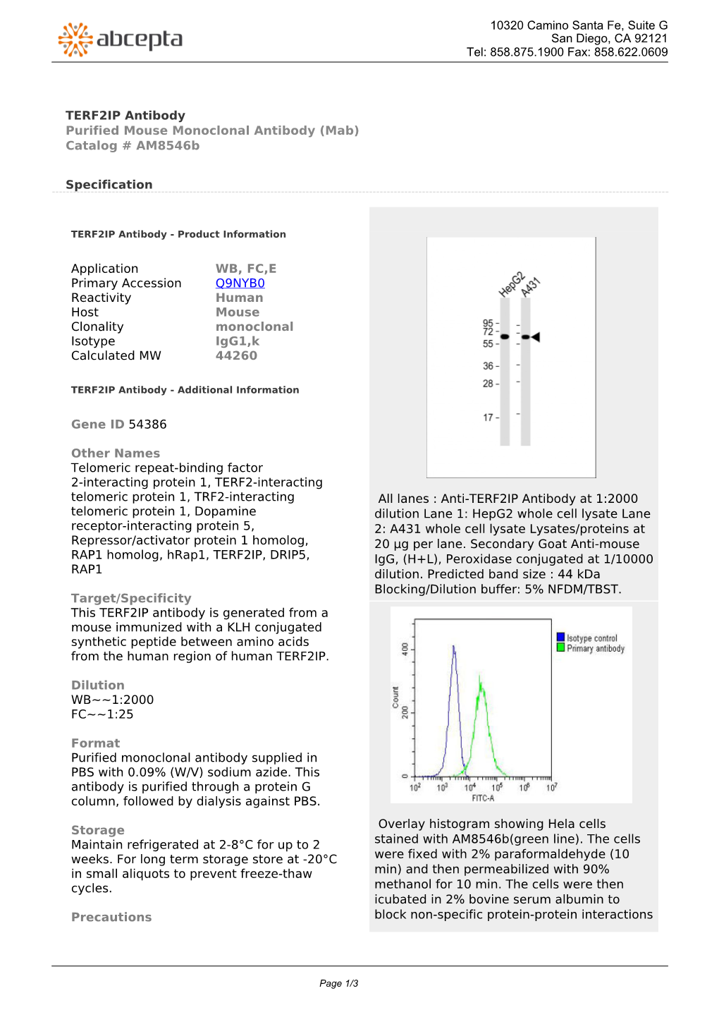 TERF2IP Antibody Purified Mouse Monoclonal Antibody (Mab) Catalog # Am8546b