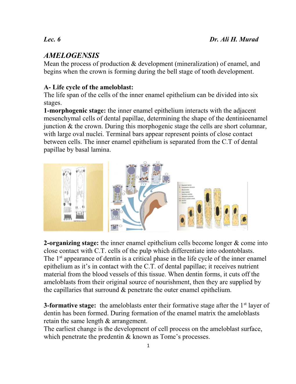 AMELOGENSIS Mean the Process of Production & Development (Mineralization) of Enamel, and Begins When the Crown Is Forming During the Bell Stage of Tooth Development