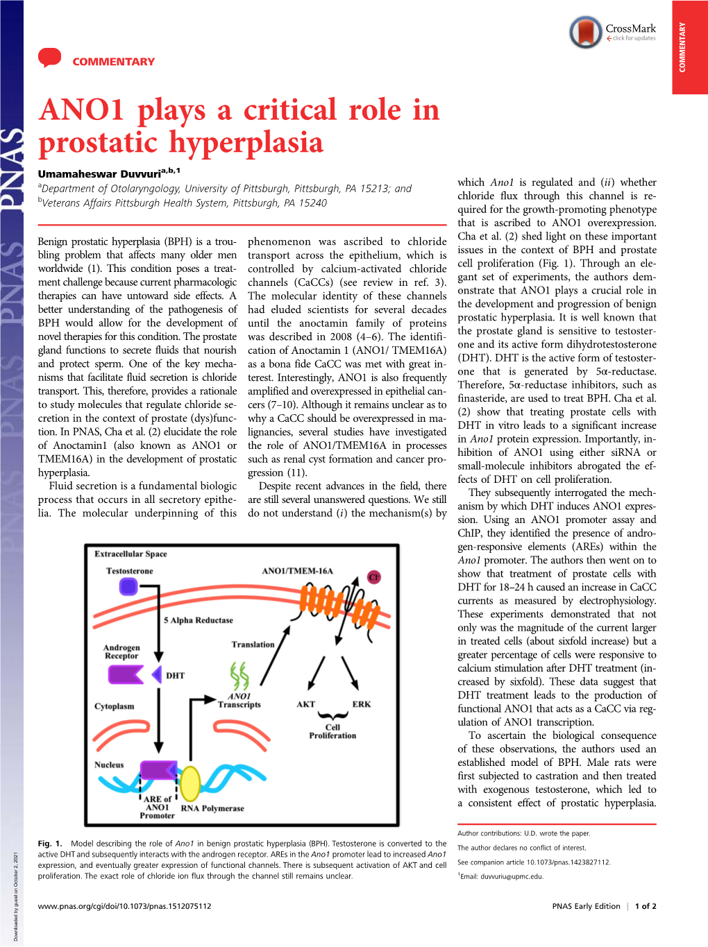 ANO1 Plays a Critical Role in Prostatic Hyperplasia