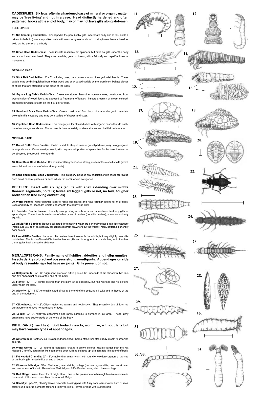 CADDISFLIES: Six Legs, Often in a Hardened Case of Mineral Or Organic Matter, 11