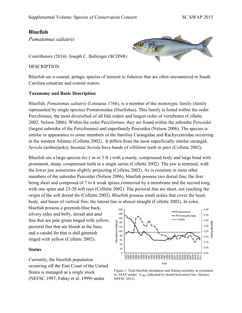 Bluefish Pomatomus Saltatrix