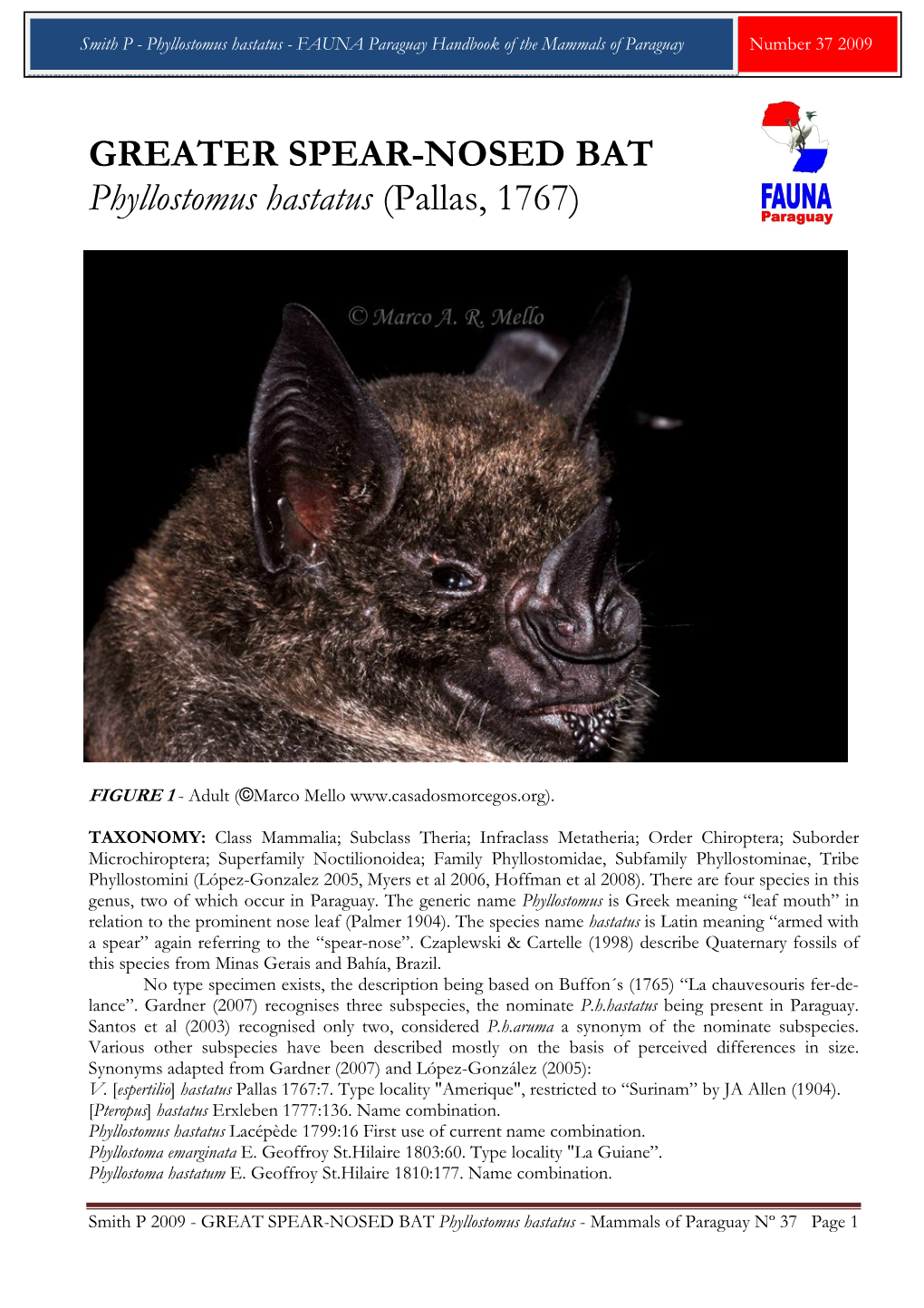 GREATER SPEAR-NOSED BAT Phyllostomus Hastatus (Pallas, 1767)