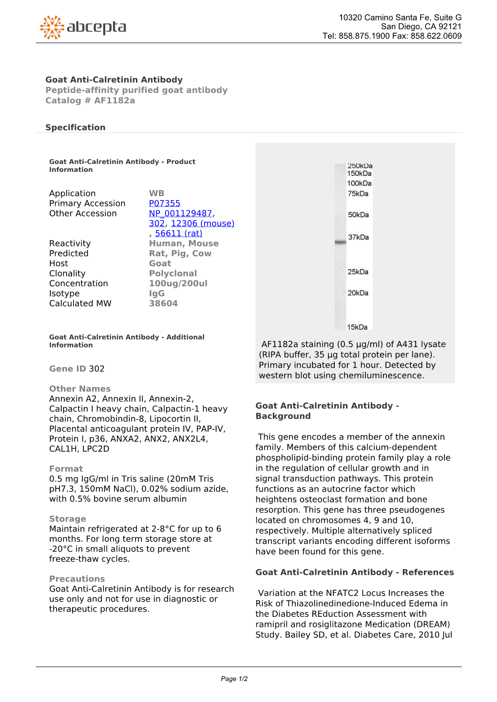 Goat Anti-Calretinin Antibody Peptide-Affinity Purified Goat Antibody Catalog # Af1182a