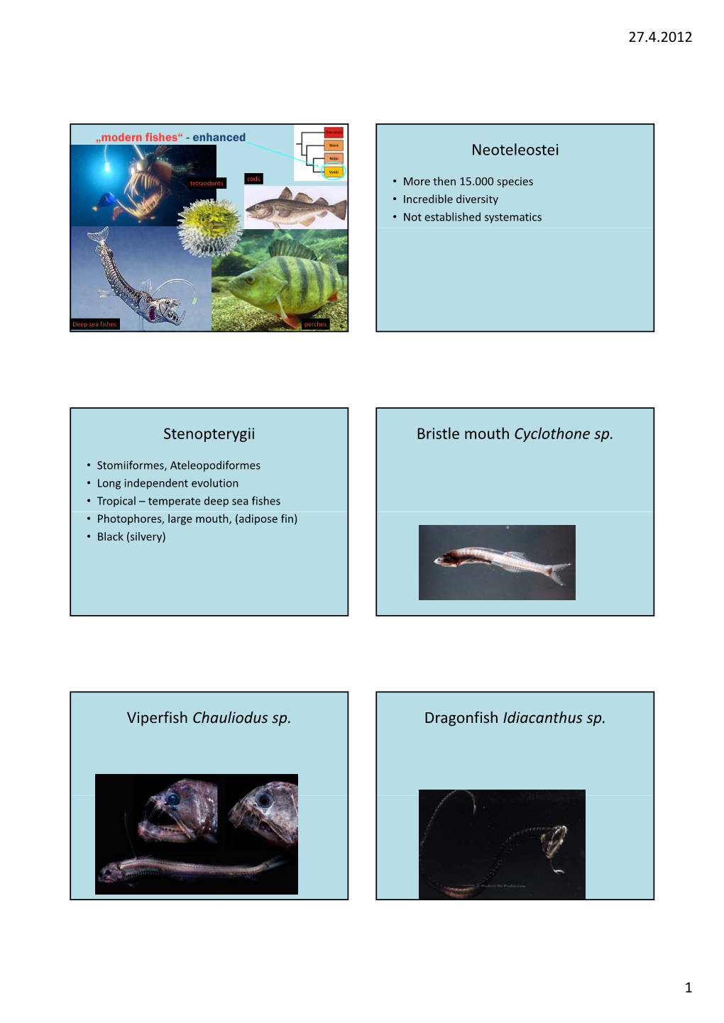 Neoteleostei Stenopterygii Bristle Mouth Cyclothone Sp. Viperfish