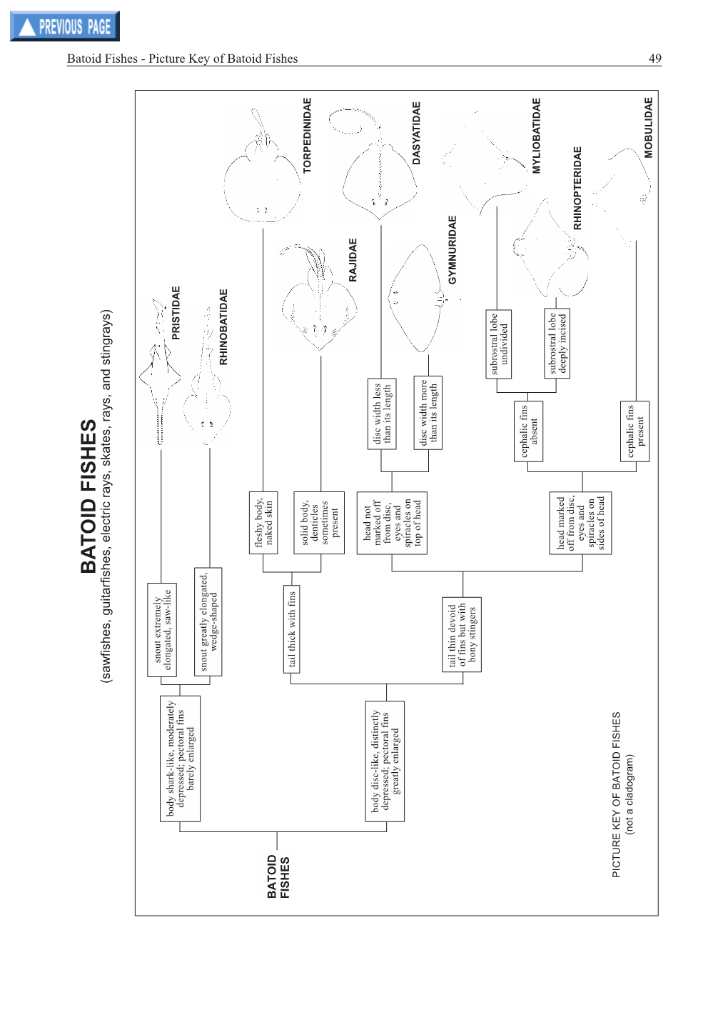 Batoid Fishes - Picture Key of Batoid Fishes 49 E