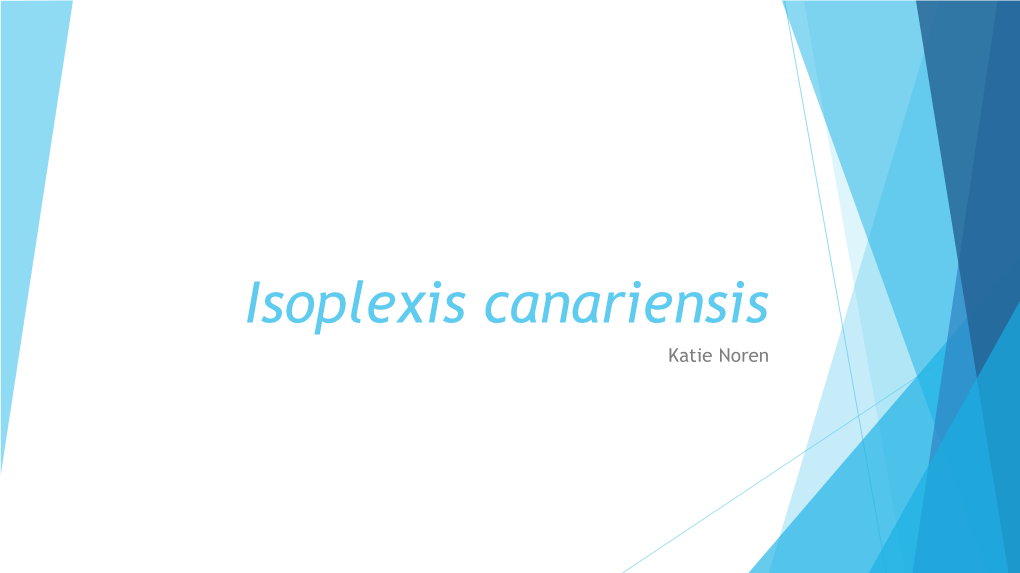 Isoplexis Canariensis Katie Noren Taxonomy