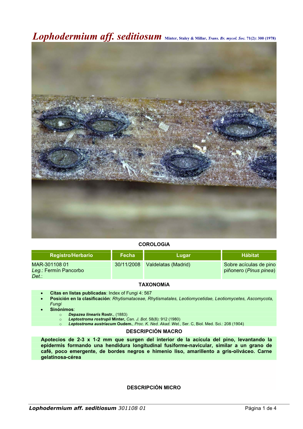 Lophodermium Aff. Seditiosum Minter, Staley & Millar, Trans