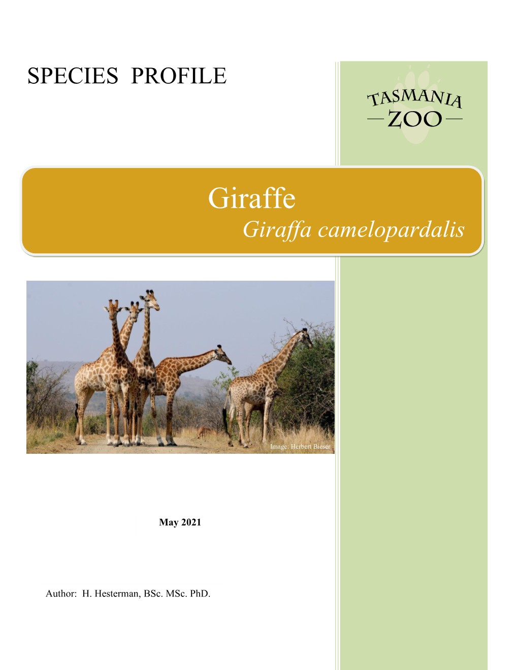 Giraffe Giraffa Camelopardalis