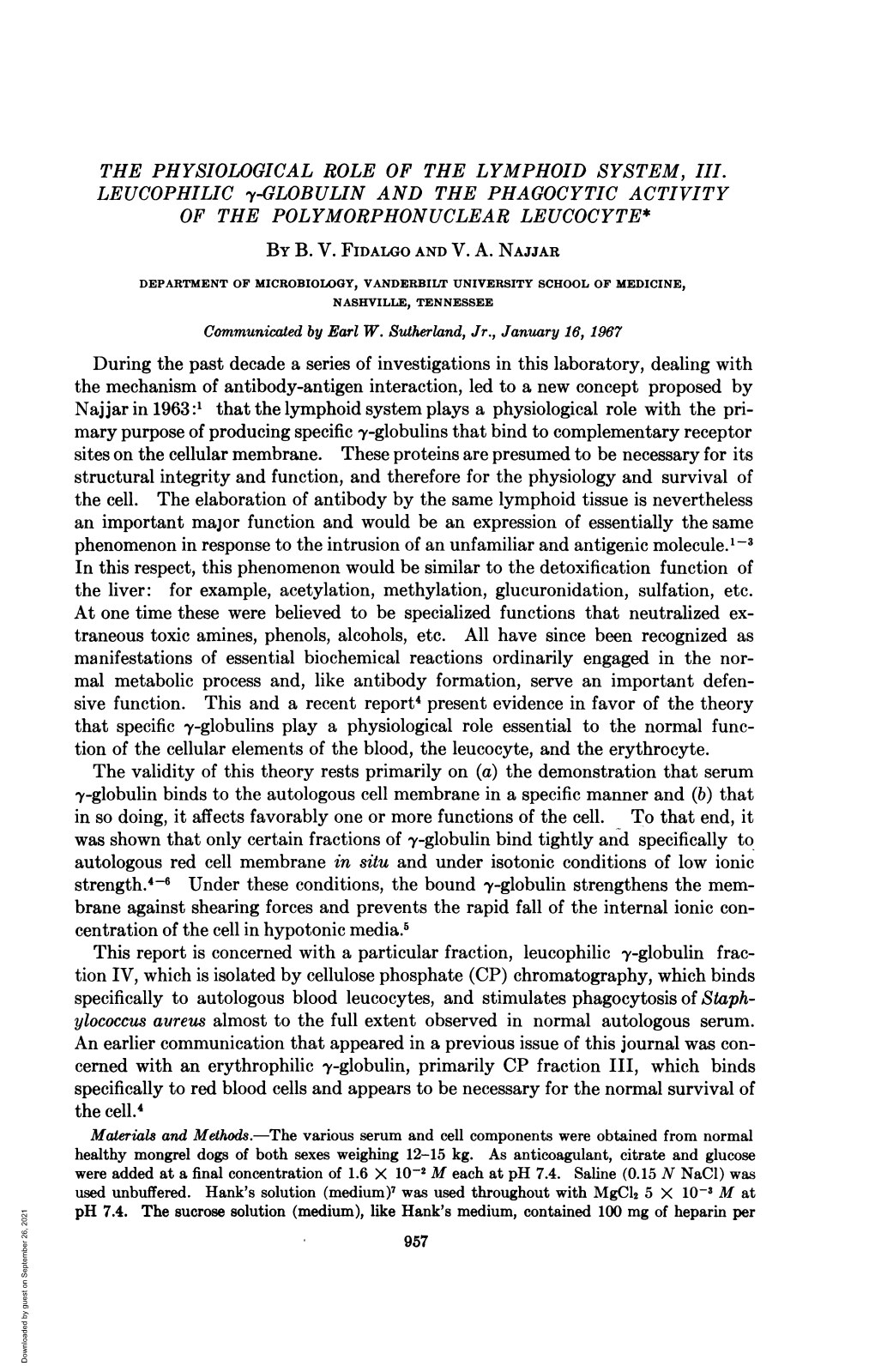 Leucophilic '-Globulin Andthe Phagocytic Activity