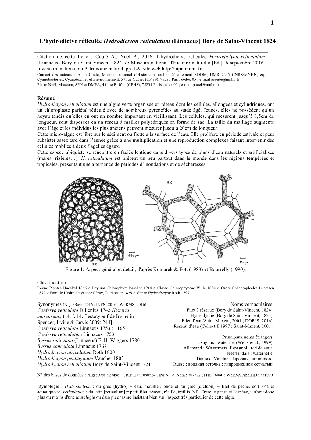 1 L'hydrodictye Réticulée Hydrodictyon Reticulatum (Linnaeus)