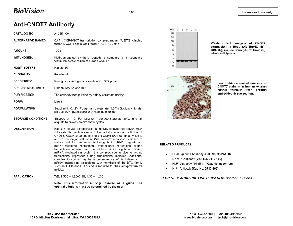 A1235-Anti-CNOT7 Antibody