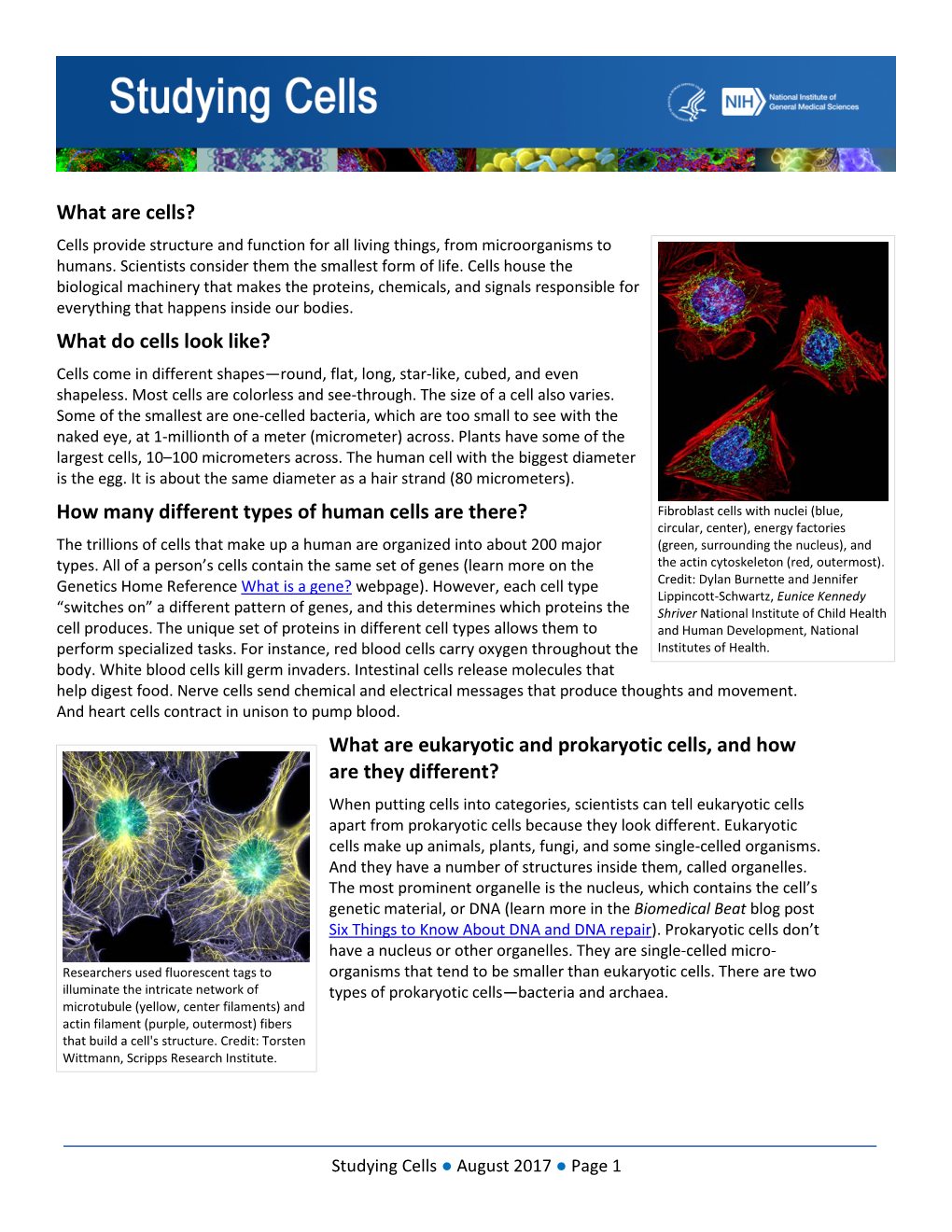 Studing Cells