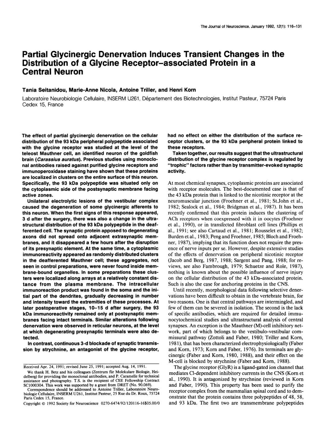 Partial Glycinergic Denervation Induces Transient Changes in the Distribution of a Glycine Receptor-Associated Protein in a Central Neuron