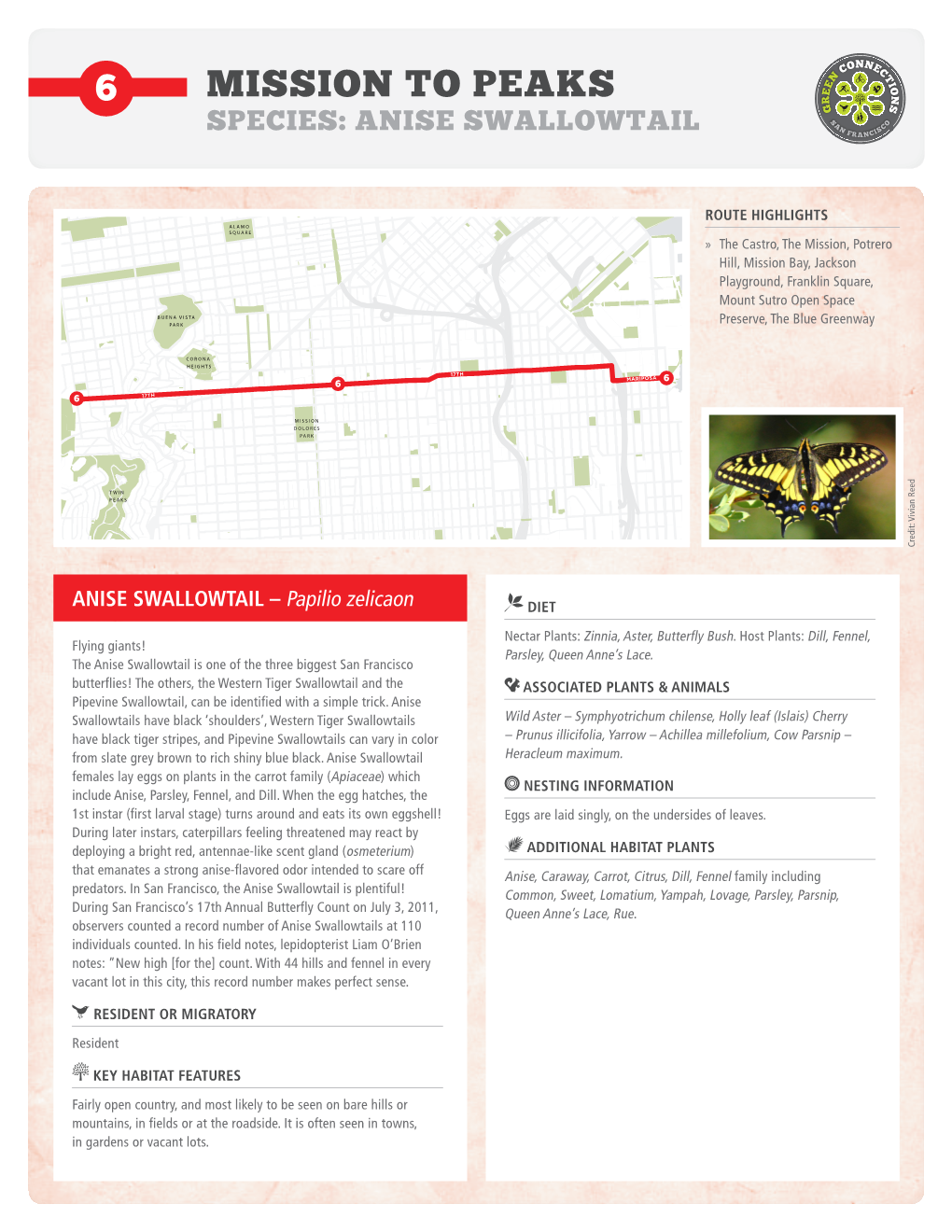 Mission to Peaks Species: Anise Swallowtail