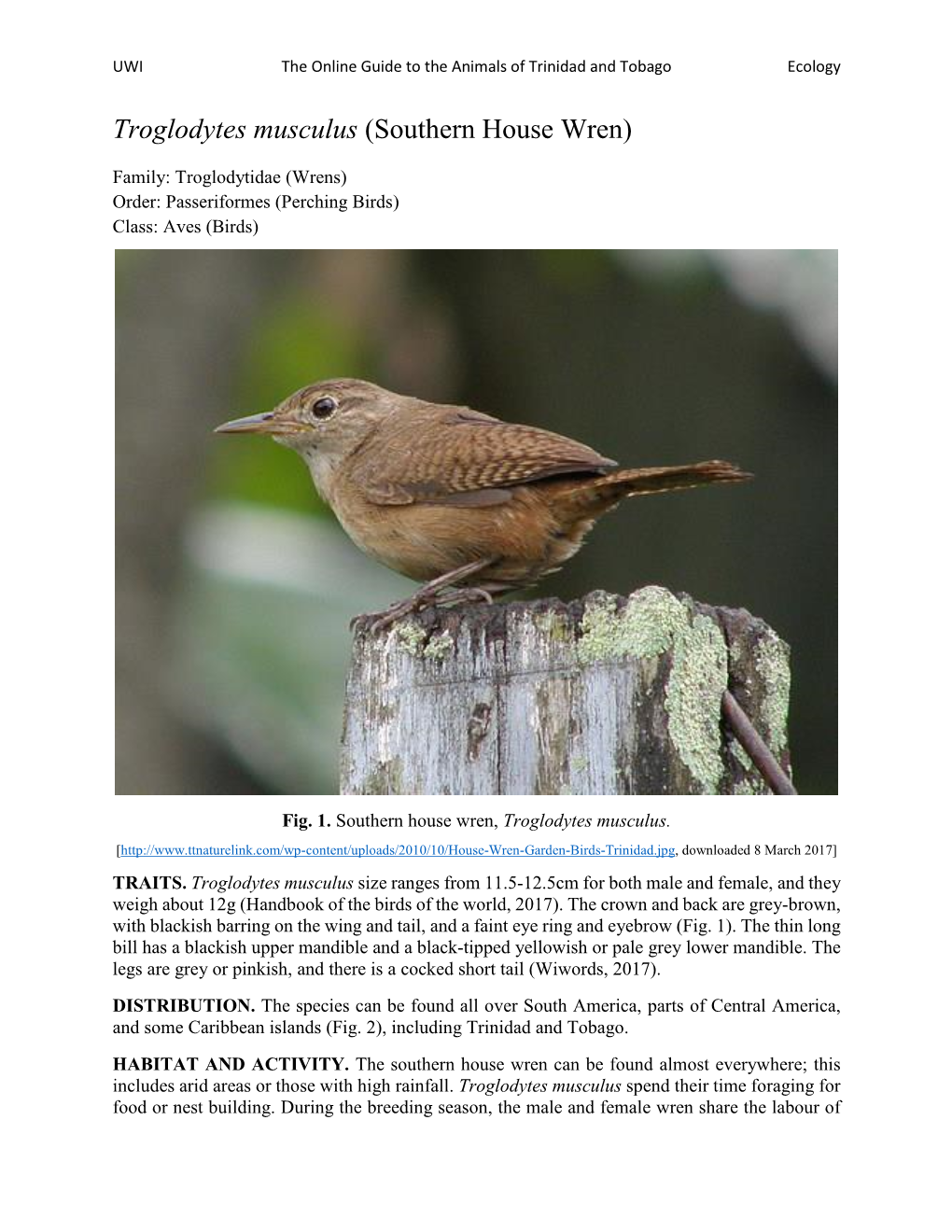 Troglodytes Musculus (Southern House Wren)