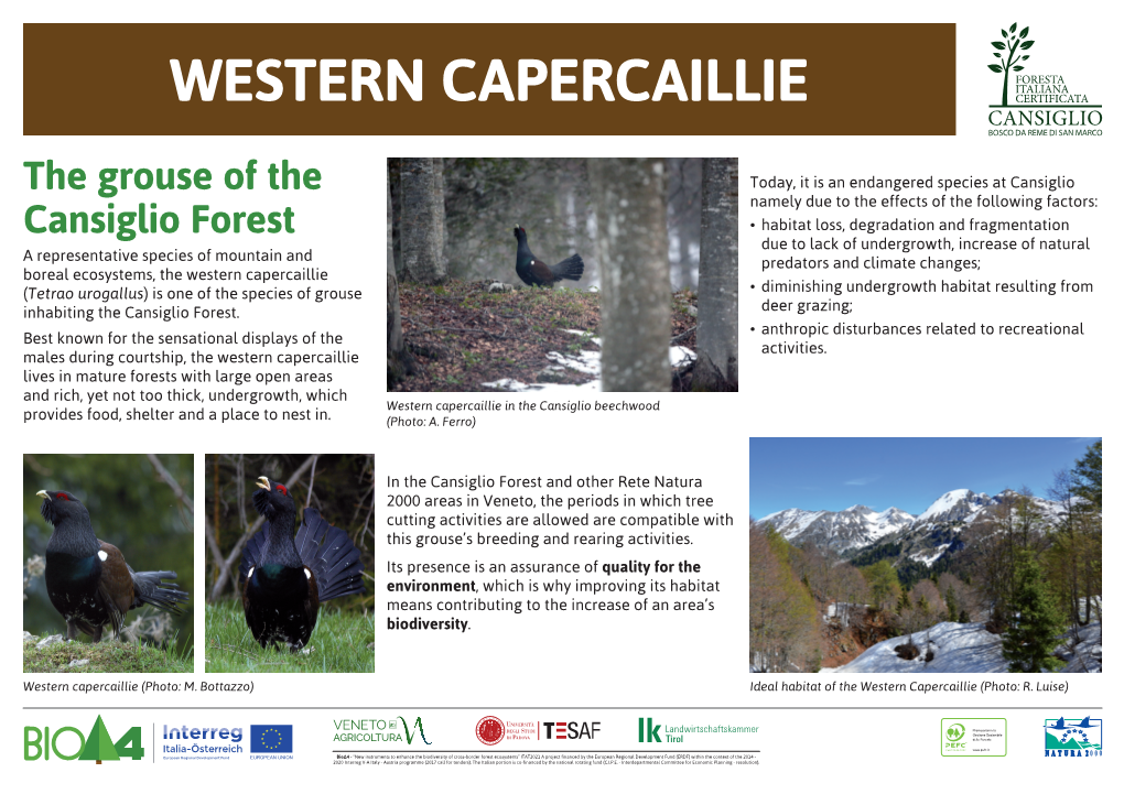 Western Capercaillie