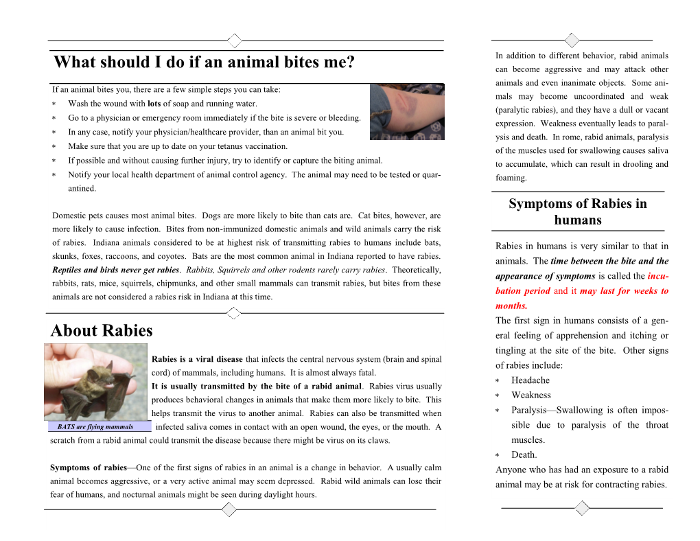 What Should I Do If an Animal Bites Me? About Rabies