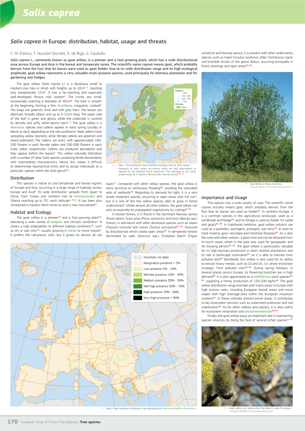 Salix Caprea