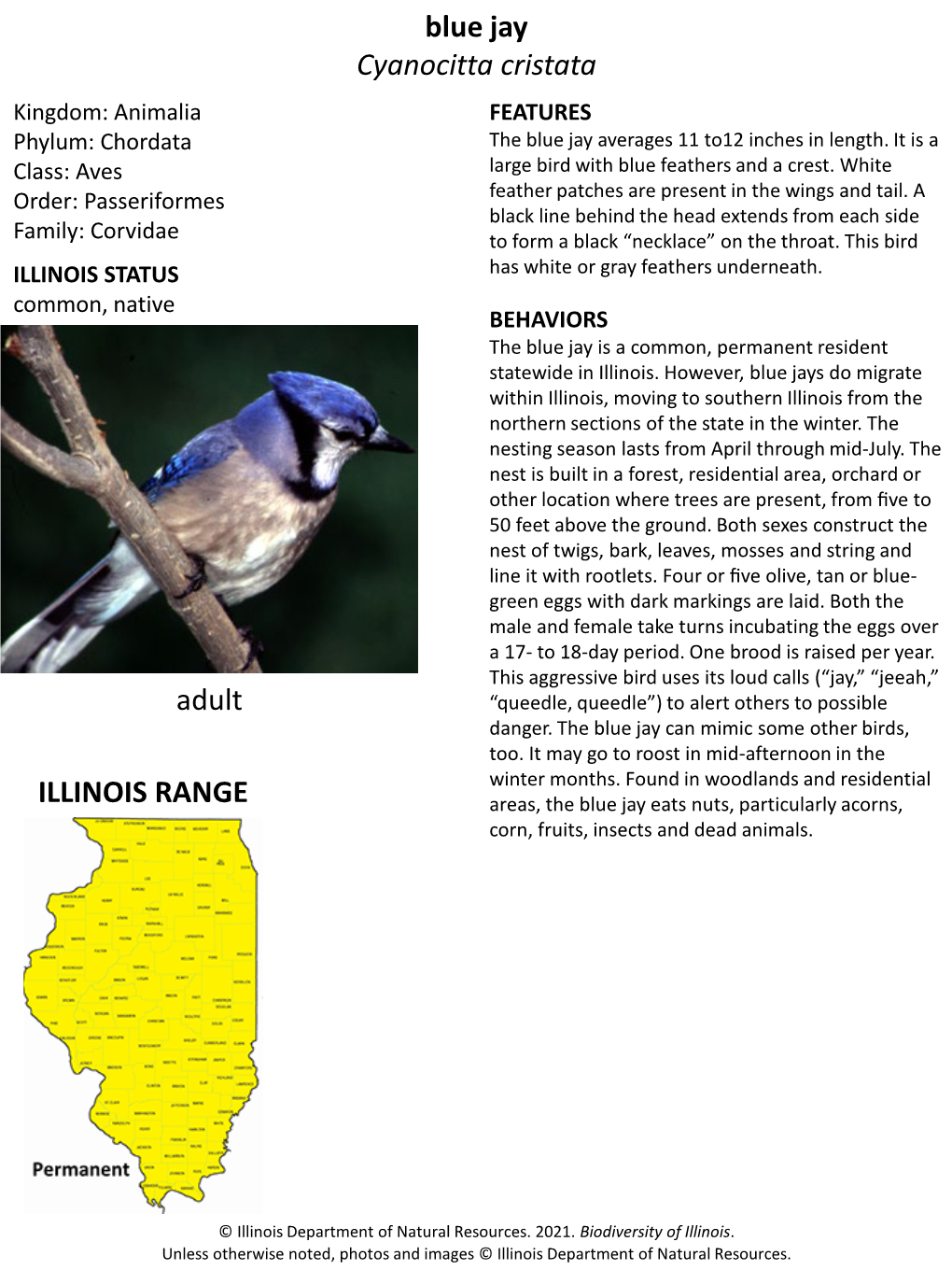 Blue Jay Cyanocitta Cristata Adult ILLINOIS RANGE