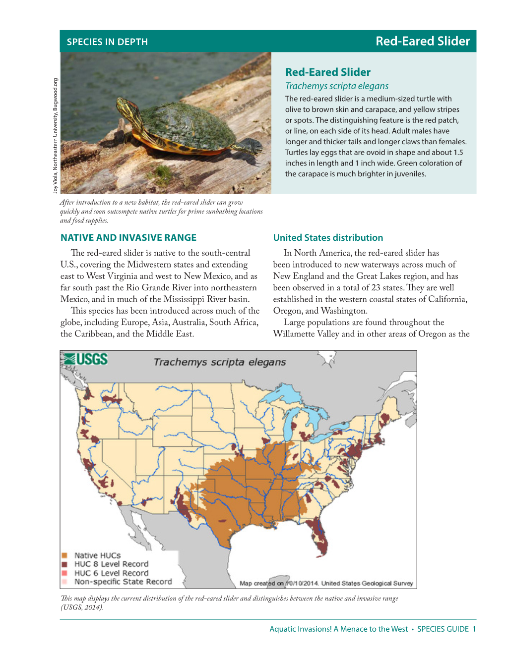 Red-Eared Slider