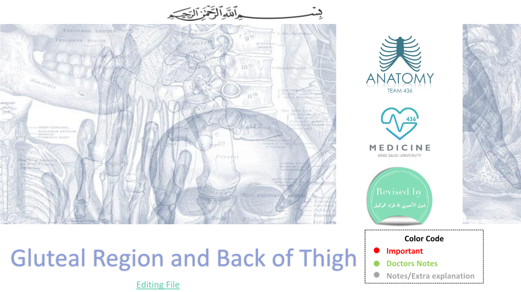 Gluteal Region and Back of Thigh Doctors Notes Notes/Extra Explanation Editing File Objectives