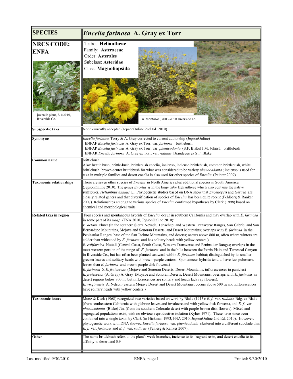 Encelia Farinosa A. Gray Ex Torr NRCS CODE: Tribe: Heliantheae ENFA Family: Asteraceae Order: Asterales Subclass: Asteridae Class: Magnoliopsida